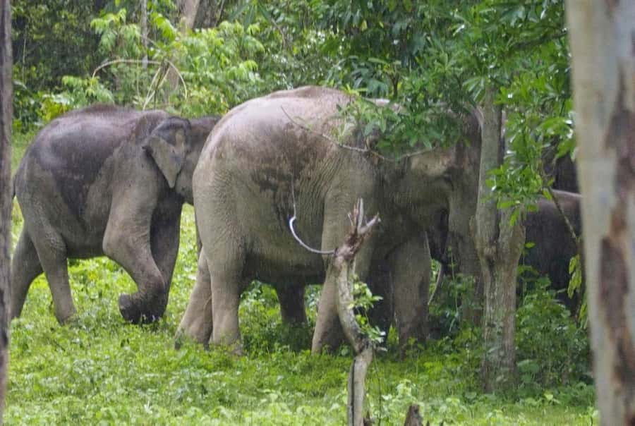 Hua Hin: Kui Buri Elephant Safari Private Tour - Dry Season Reality: Waiting, Dust, and When Elephants Are Most Active