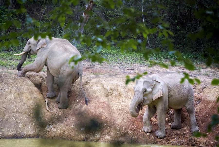 Hua Hin: Kui Buri Elephant Safari Private Tour - Temple Stop and Market Breaks: Small Stops, Real Breathing Room