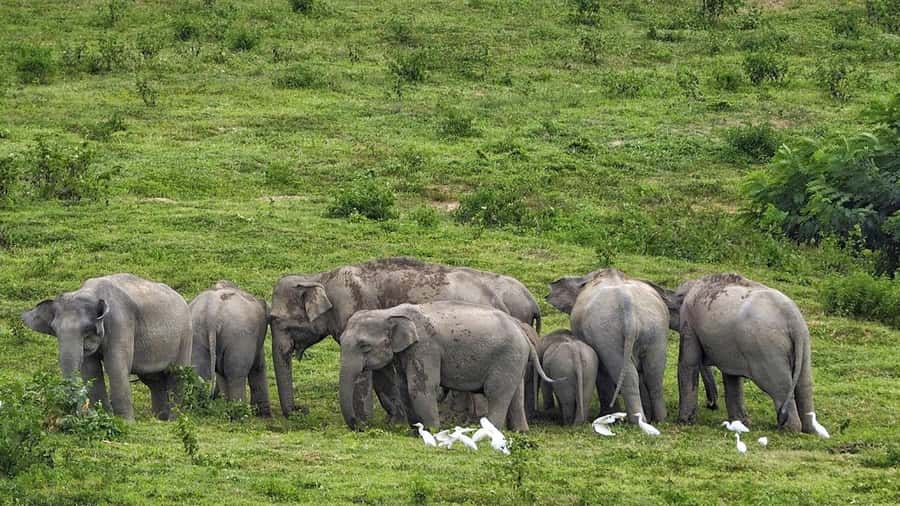 Hua Hin: Kui Buri Elephant Safari Private Tour - Price and Time: Is $157 a Good Deal From Hua Hin?