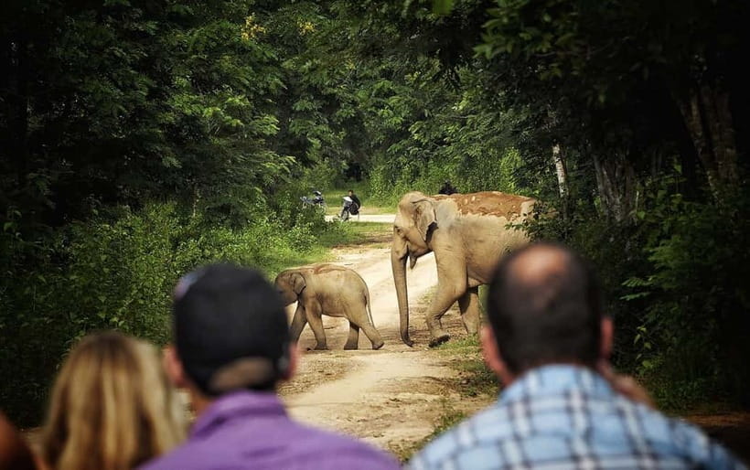 Hua Hin: Kui Buri National Park Wild Elephant Watching - Key Highlights You’ll Actually Feel