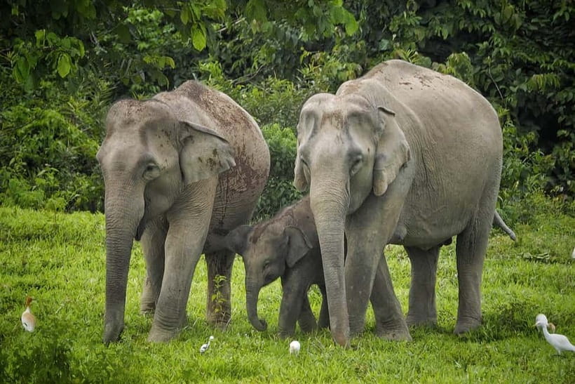Hua Hin: Kui Buri National Park Wild Elephant Watching - The 4x4 Safari Style: What the Ride Is Like and Why It Matters