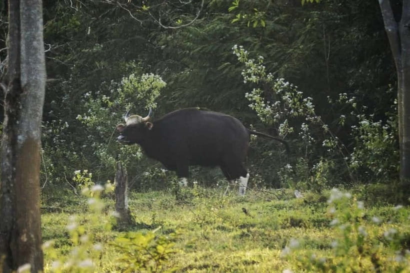 Hua Hin: Kui Buri National Park Wild Elephant Watching - What You’re Actually Looking For: Elephants, Gaur, and the Surprise Factor