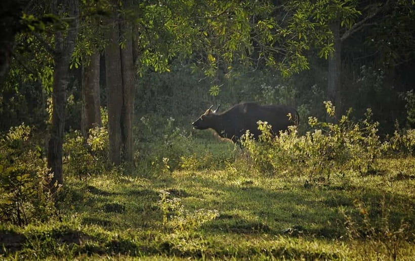 Hua Hin: Kui Buri National Park Wild Elephant Watching - Dinner at 6:30: A Simple Thai End to a Jungle Afternoon