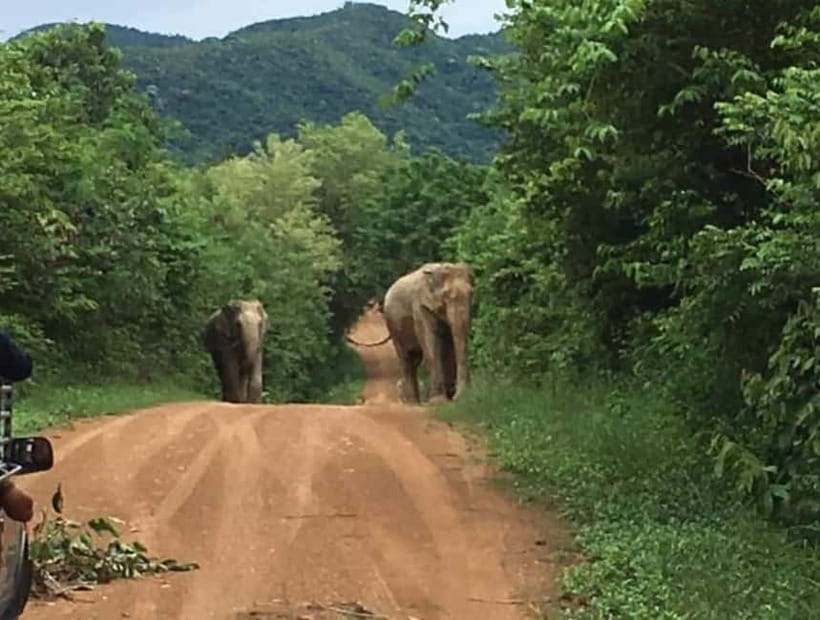 Hua Hin: Kui Buri National Park Wild Elephant Watching - Who Should Book This (and Who Should Skip It)