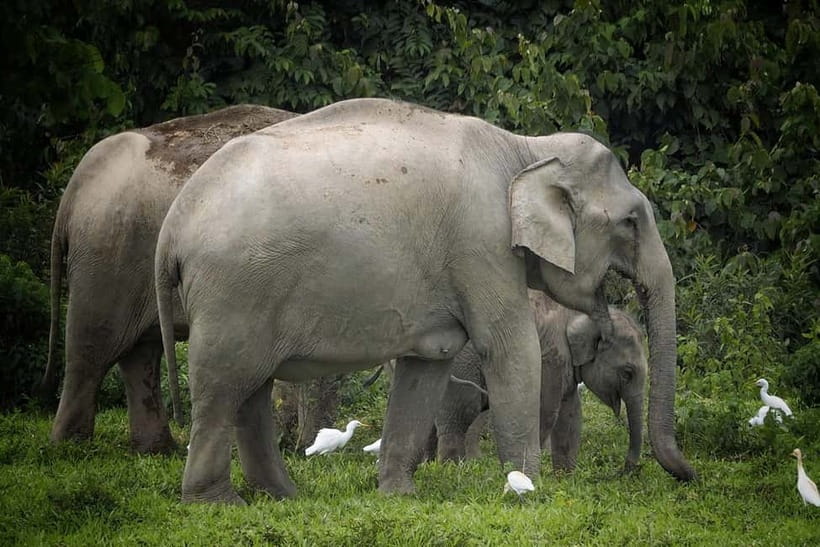 Hua Hin: Kui Buri National Park Wild Elephant Watching - The Afternoon Plan: Pickup, Safari, Then Thai Dinner