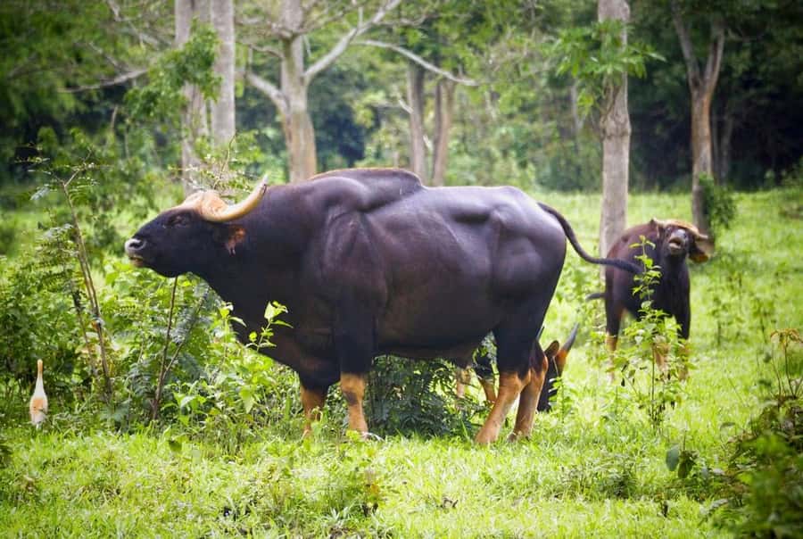 Hua Hin: Kui Buri Wild Elephant Watching Tour - Elephants at the natural pond: what you’re actually going for