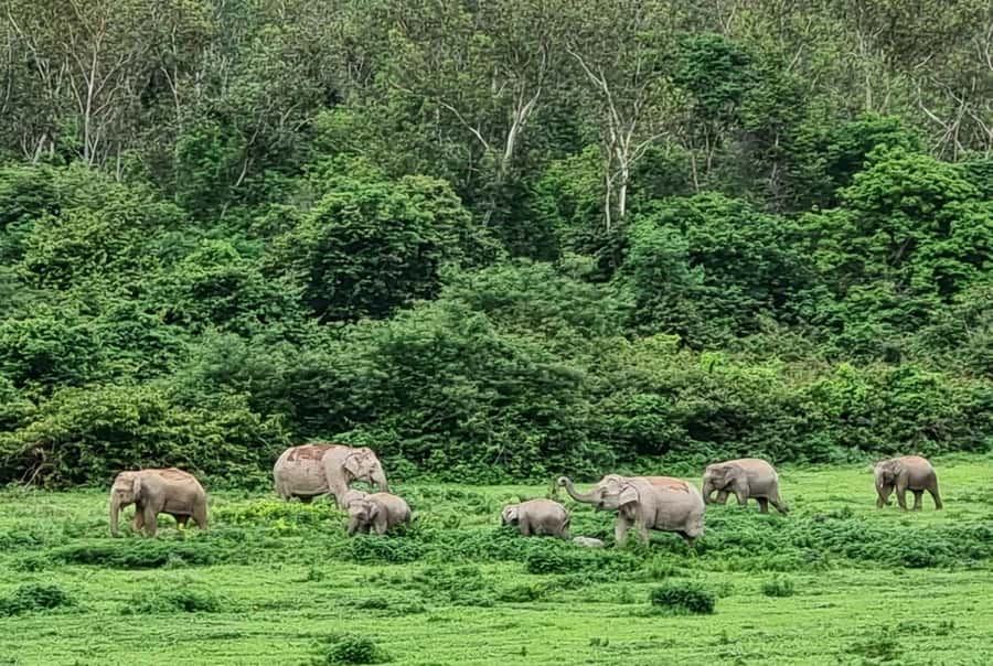 Hua Hin: Kui Buri Wild Elephant Watching Tour - Other wildlife you might spot (and why it matters)