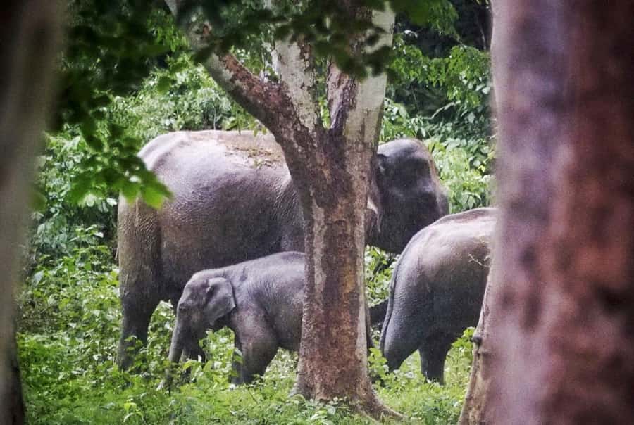 Hua Hin: Kui Buri Wild Elephant Watching Tour - The guide experience: what makes the viewing click