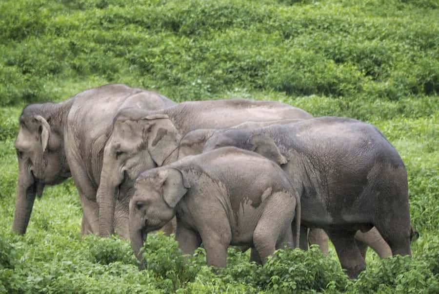 Hua Hin: Kui Buri Wild Elephant Watching Tour - Picking up from Hua Hin: the easiest start to a long day