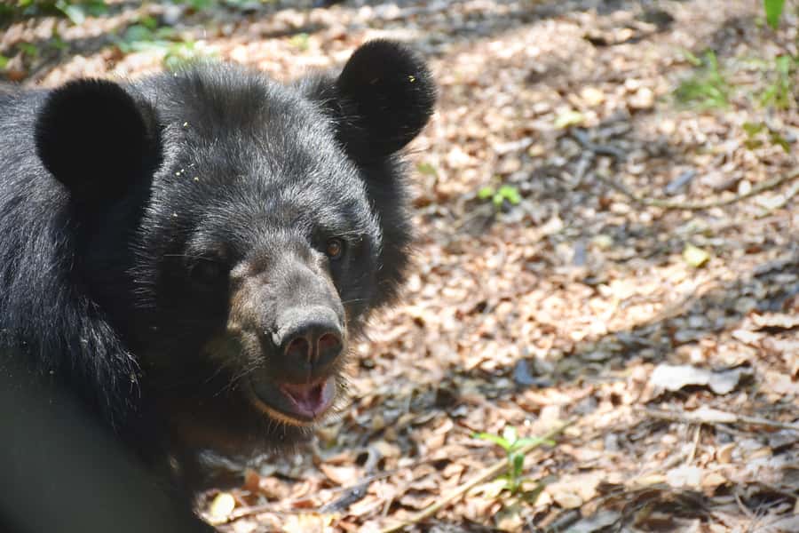 Hua Hin: Wildlife Friends Foundation Thailand Full-Day Visit - Lunch overlooking the enclosures: Thai buffet, real pacing, and what to watch for