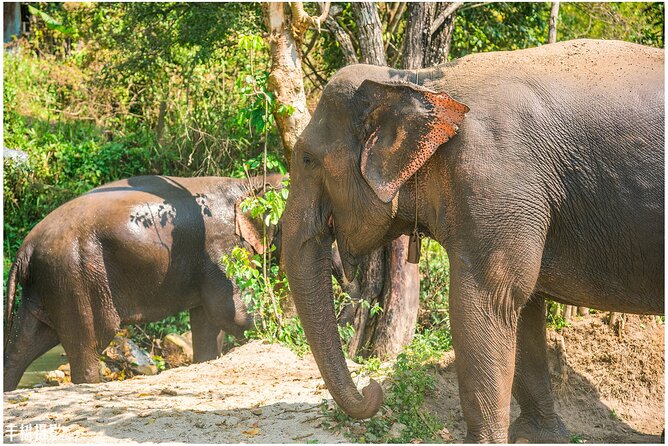 Inthanon Heaven Trail(Living Green Elephant Sanctuary) - A Morning With Rescued Elephants at Living Green Elephant Sanctuary