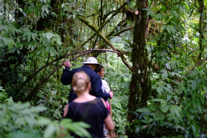 Inthanon Small-Group with Kew Mae Pan Trail from Chiang Mai include Lunch - Mae Klang Luang Village: Coffee Farm Tastes and Village Life