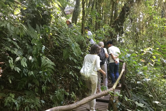 Inthanon Small-Group with Kew Mae Pan Trail from Chiang Mai include Lunch - Thailand’s Highest Summit: Angka Luang Natural Trail and a Shrine View
