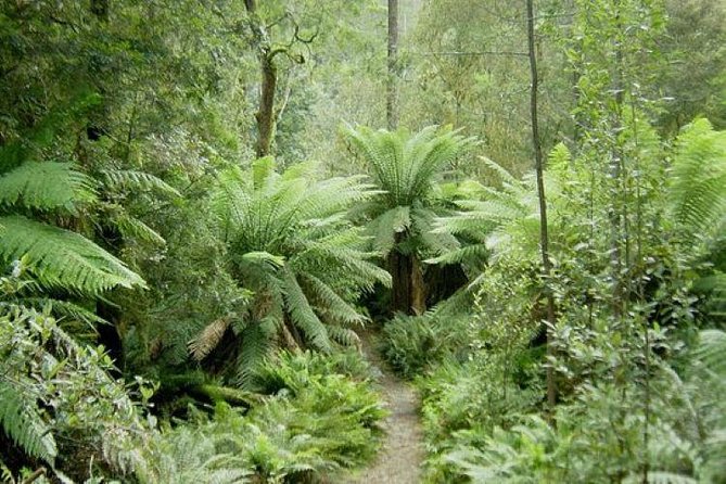 JEEP JUNGLE SAFARI Around Koh Samui(Eco Friendly)including Lunch - Who this Jeep Jungle Safari suits best (and who should skip it)