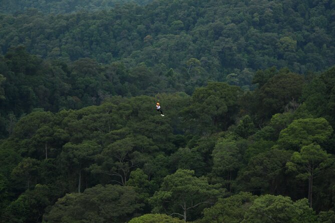 Jungle Flight Zipline Roller Coaster - The Zipline Circuit: roughly 15 runs, and why the variety matters
