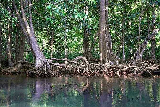 Kayaking in Ao Thalane - Discover the Mangrove life - The certified guide factor: safety and pacing on a private kayak