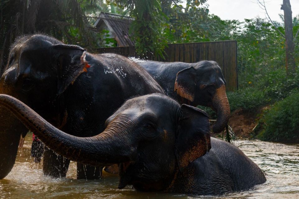 Khao Lak: 1-Hour Elephant Sanctuary Eco-Journey with Shuttle - Who this tour is best for