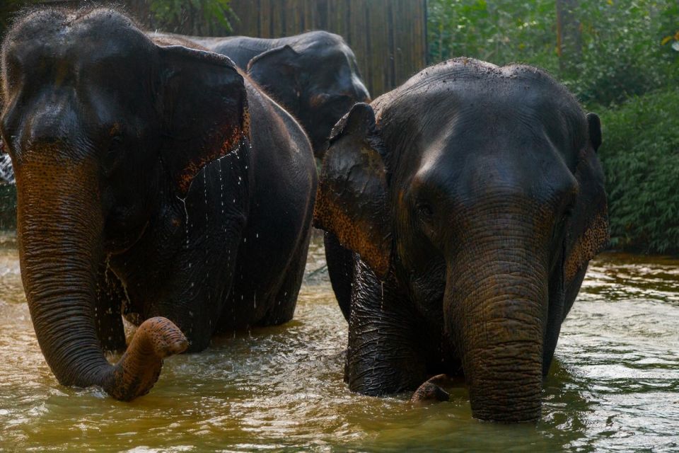 Khao Lak: 1-Hour Elephant Sanctuary Eco-Journey with Shuttle - Watching river bathing: the quiet highlight