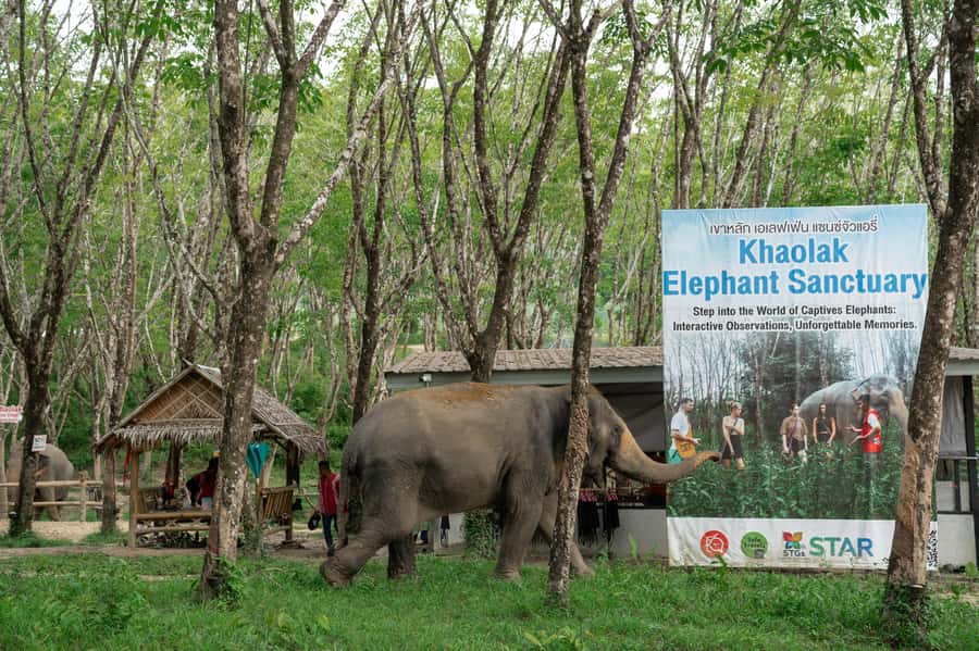 Khao Lak: 2-Hour Elephant Sanctuary Eco-Walk with Guided - Water moments: when the refreshingly messy part happens