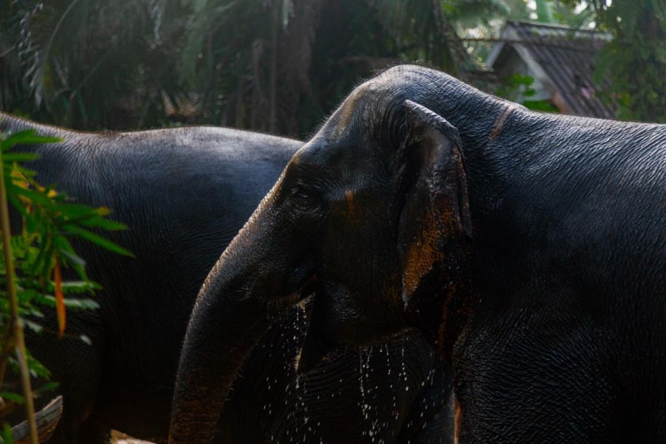 Khao Lak: All-Day Elephant Sanctuary Experience Small Groups - Key Things I’d Highlight