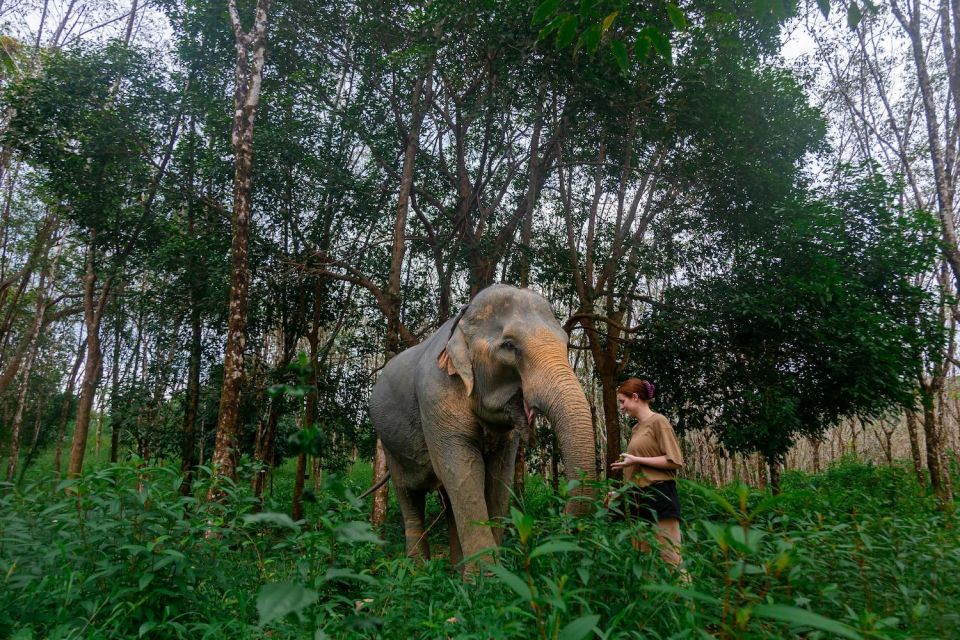 Khao Lak: All-Day Elephant Sanctuary Experience Small Groups - What’s Included (And Why It’s Good Value)