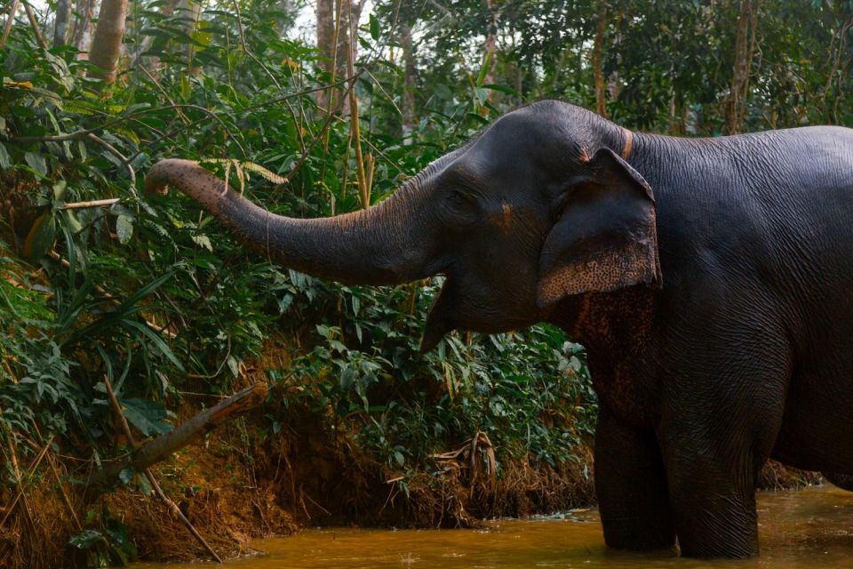 Khao Lak: All-Day Elephant Sanctuary Experience Small Groups - Walking With Free-Roaming Elephants: The Main Event