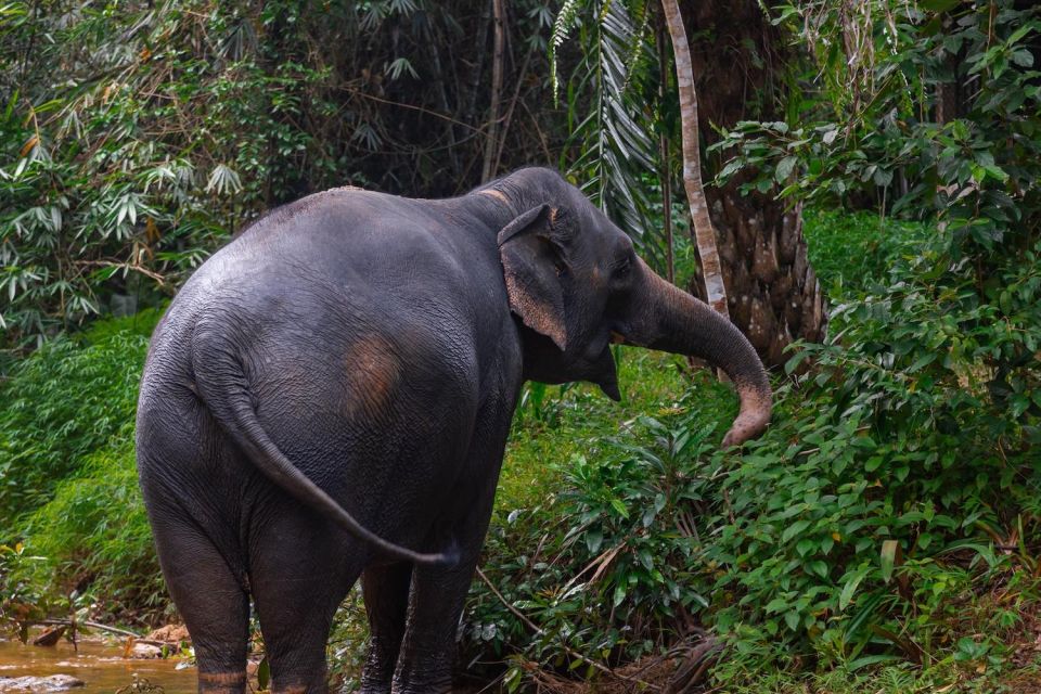 Khao Lak: All-Day Elephant Sanctuary Experience Small Groups - Lunch in Khao Lak: Pad Thai, Seasonal Fruit, and a Real Cooking Lesson