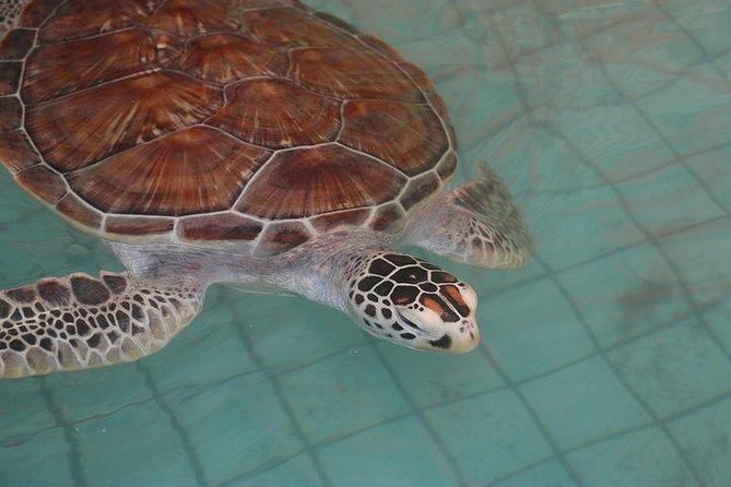 Khao Lak: Bamboo Rafting & Sea Turtle Conservation Center - The pacing: half day, three different moods