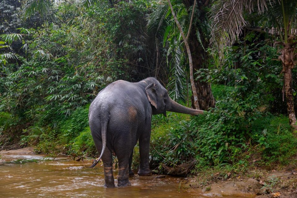 Khao Lak Eco Safari: Elephant Sanctuary Small Group Tour - What to bring (so the day stays pleasant)