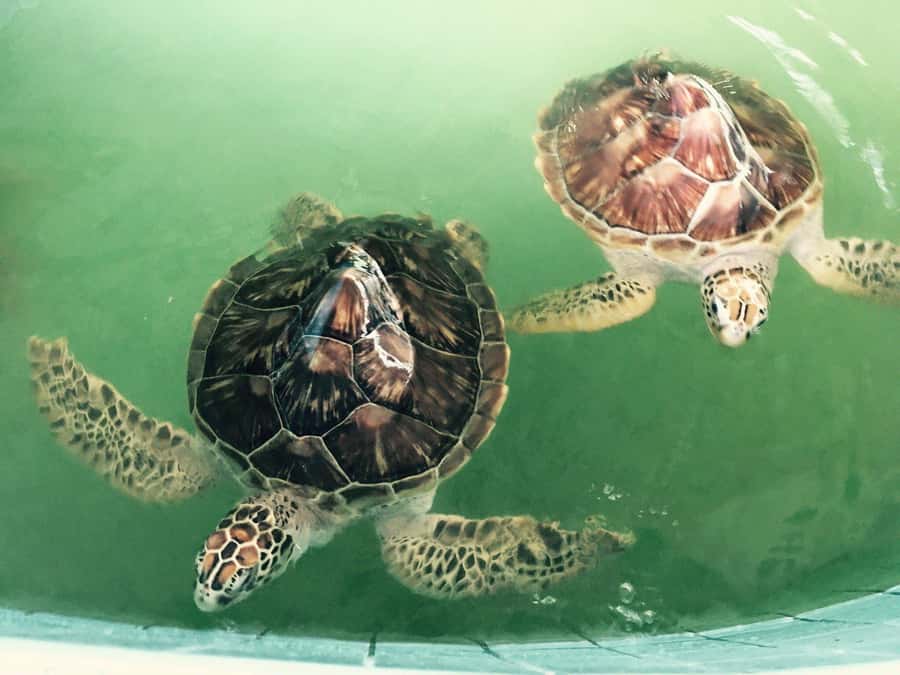 Khao Lak Eco-Safari: Elephants, Tsunami Museum, and Turtles - Should you book the Khao Lak Eco-Safari?