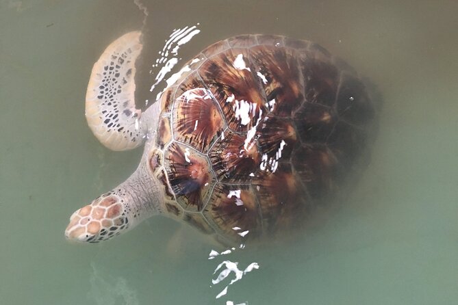 Khao Lak Eco-Safari: Elephants, Tsunami Museum, and Turtles - Lunch at the sanctuary: refuel, cool down, and reset your mood