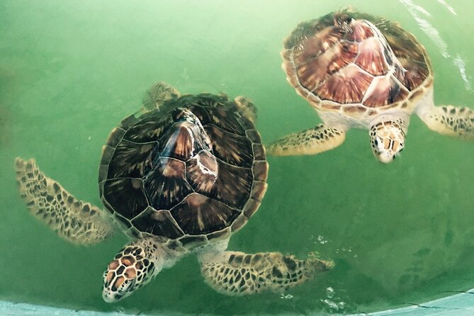 Khao Lak Eco-Safari: Elephants, Tsunami Museum, and Turtles - Who this eco-safari suits best (and who should reconsider)