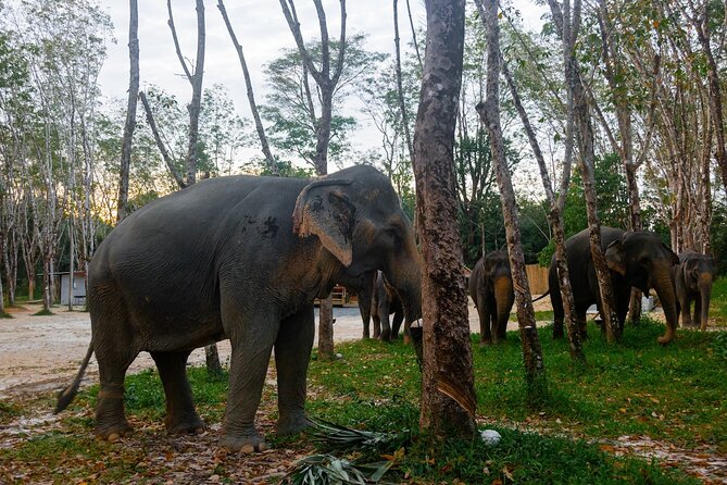 Khao Lak Eco-Safari: Elephants, Tsunami Museum, and Turtles - Ethical elephant sanctuary time: walking, bananas, and no riding