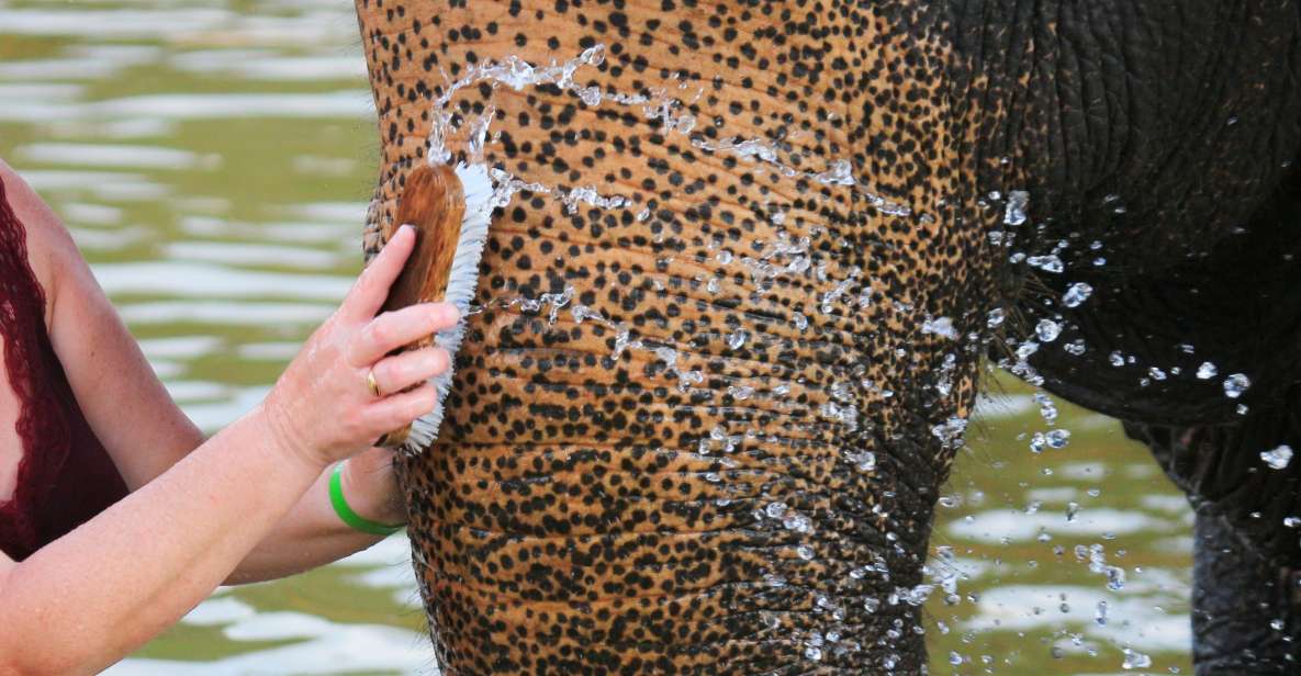 Khao Lak: Elephant Bathing and Turtle Center Visit - Hotel Pickup and the Easy Transport Story