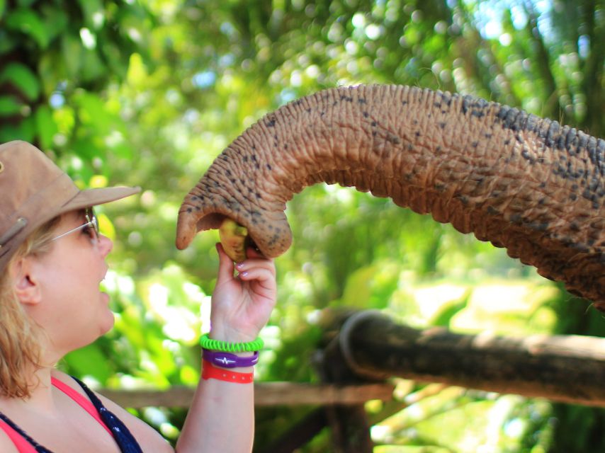 Khao Lak: Elephant Bathing and Turtle Center Visit - Feeding, Scrubbing, and Walking Up Close