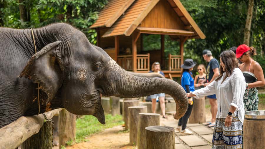 Khao Lak: Elephant Camp, Bamboo Rafting, and Waterfall Tour - From Khao Lak pickup to rainforest time: the logistics that matter