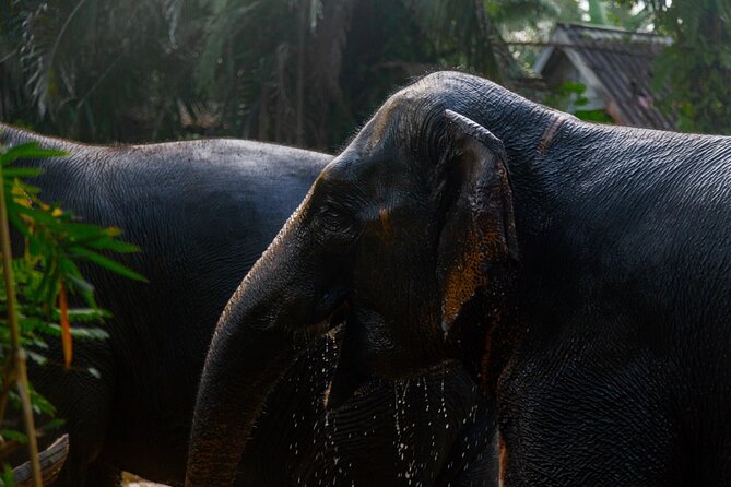 Khao Lak Elephant Sanctuary Full Day Small Group Tour - Key things to know before you go