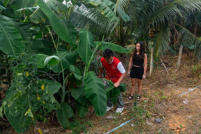 Khao Lak Elephant Sanctuary Full Day Small Group Tour - Late morning to lunch: a Thai cooking class you can actually use