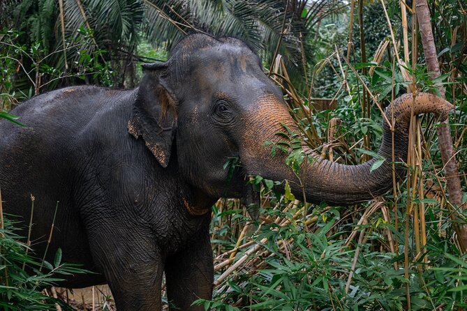 Khao Lak Elephant Sanctuary Full Day Small Group Tour - Sai Rung Waterfall: 30 minutes of scenery, with a real backup plan