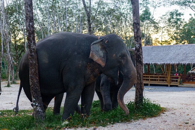 Khao Lak Elephant Sanctuary Full Day Small Group Tour - Price and value: what $174.24 gets you (and why it’s not just an elephant photo op)