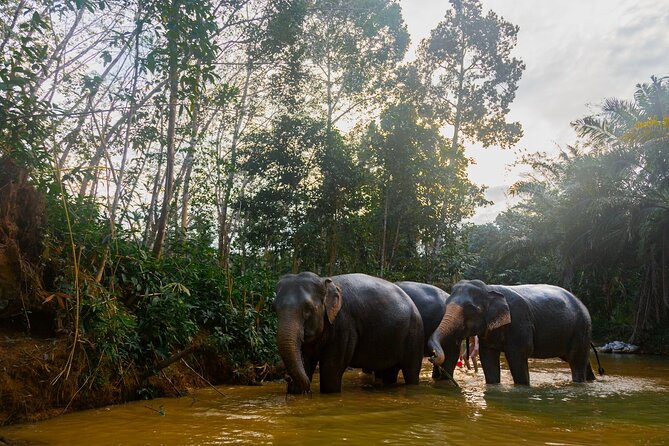 Khao Lak Elephant Sanctuary Tour with Waterfall and Lunch - Quick Highlights