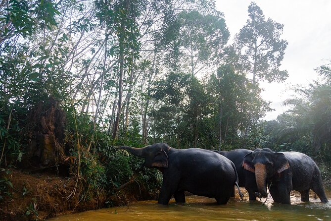 Khao Lak Elephant Sanctuary Tour with Waterfall and Lunch - Practical Tips: What to Pack for Elephants, Herbs, and Waterfalls
