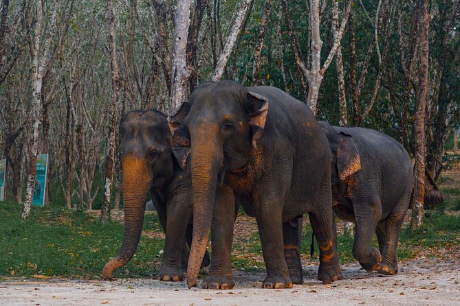 Khao Lak Elephant Sanctuary Tour with Waterfall and Lunch - Sai Rung Waterfall: River Relaxation and a Water-Level Reality Check