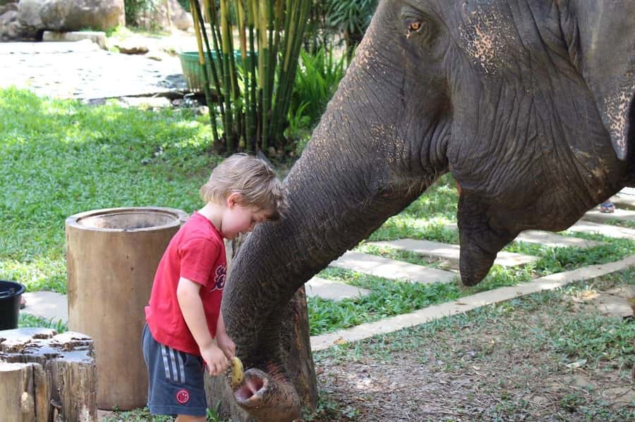 Khao Lak: Ethical Elephant Sanctuary Experience - The jungle walk: what it feels like to move alongside an elephant