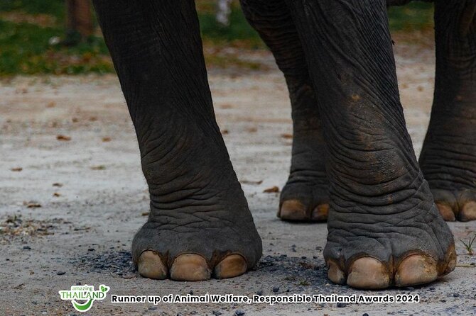 Khao Lak Ethical Elephant Sanctuary Small Group Tour - Rubber Plantation Time: How the Region Earns Its Living
