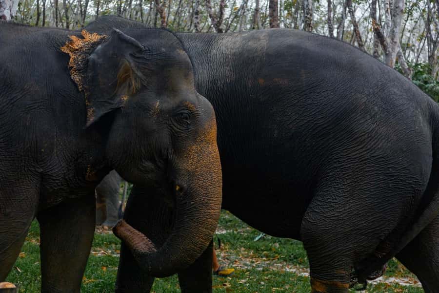 Khao Lak: Ethical Overnight Elephant Sanctuary Experience - Day 2: the caretaker routine continues (and why that’s worth it)