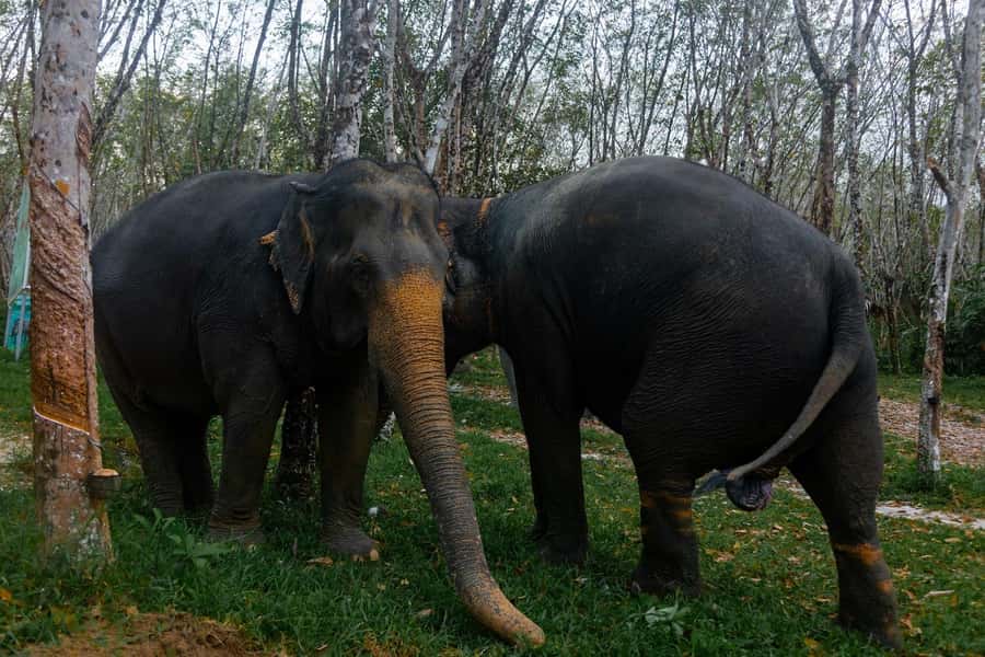 Khao Lak: Ethical Overnight Elephant Sanctuary Experience - Price and value: what $318 buys you