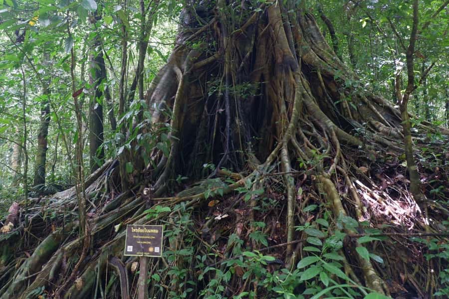 Khao Lak: Full-Day Khao Sok Jungle Walk and Canoeing Tour - Key highlights you’ll care about