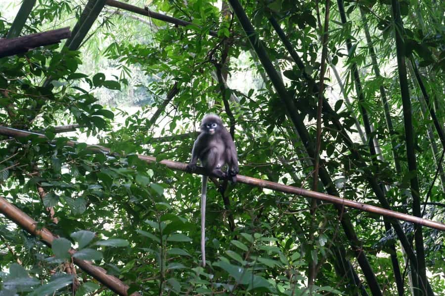 Khao Lak: Full-Day Khao Sok Jungle Walk and Canoeing Tour - From Khao Lak to Khao Sok: the long ride that sets the tone