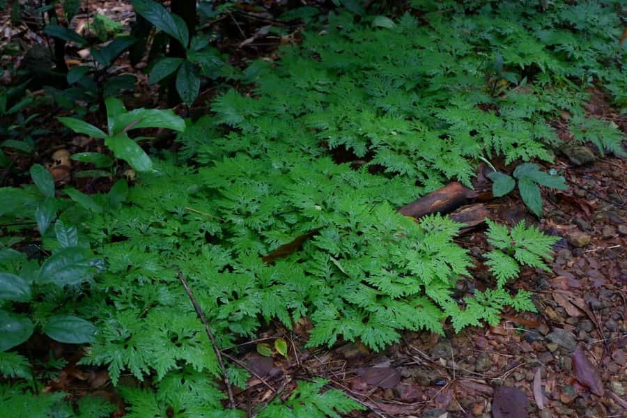 Khao Lak: Full-Day Khao Sok Jungle Walk and Canoeing Tour - Banghuarat Waterfall: the nature break that resets your head